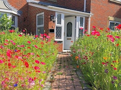 poppies and wild flowers in a front garden